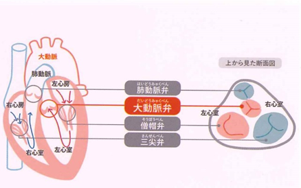 大動脈弁の位置図
